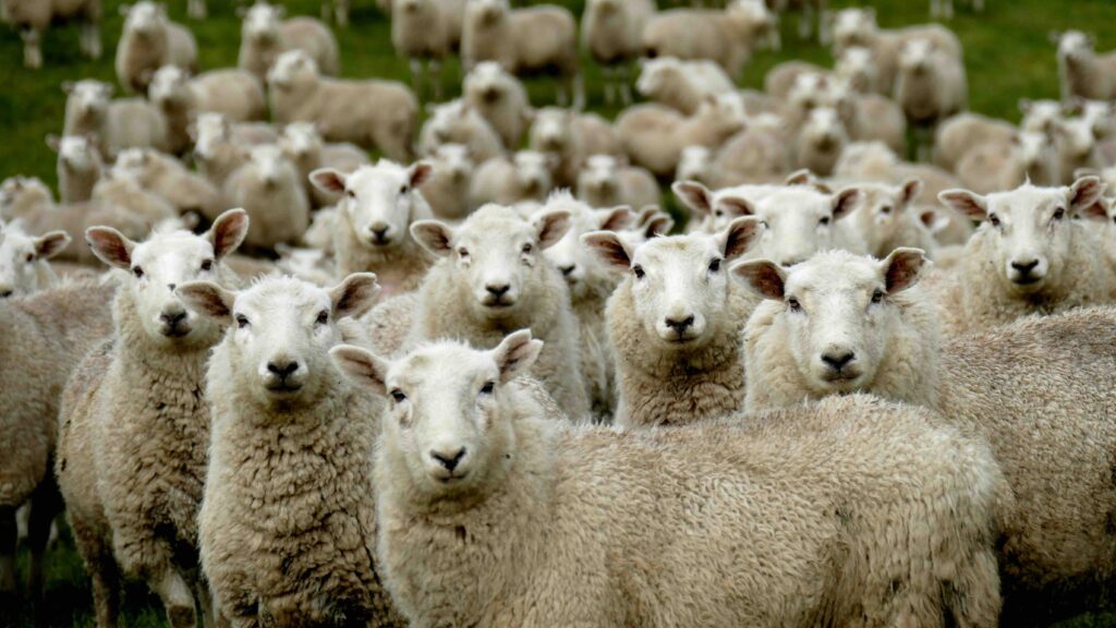 New Zealand’s economic uncertainty in the agricultural sector.